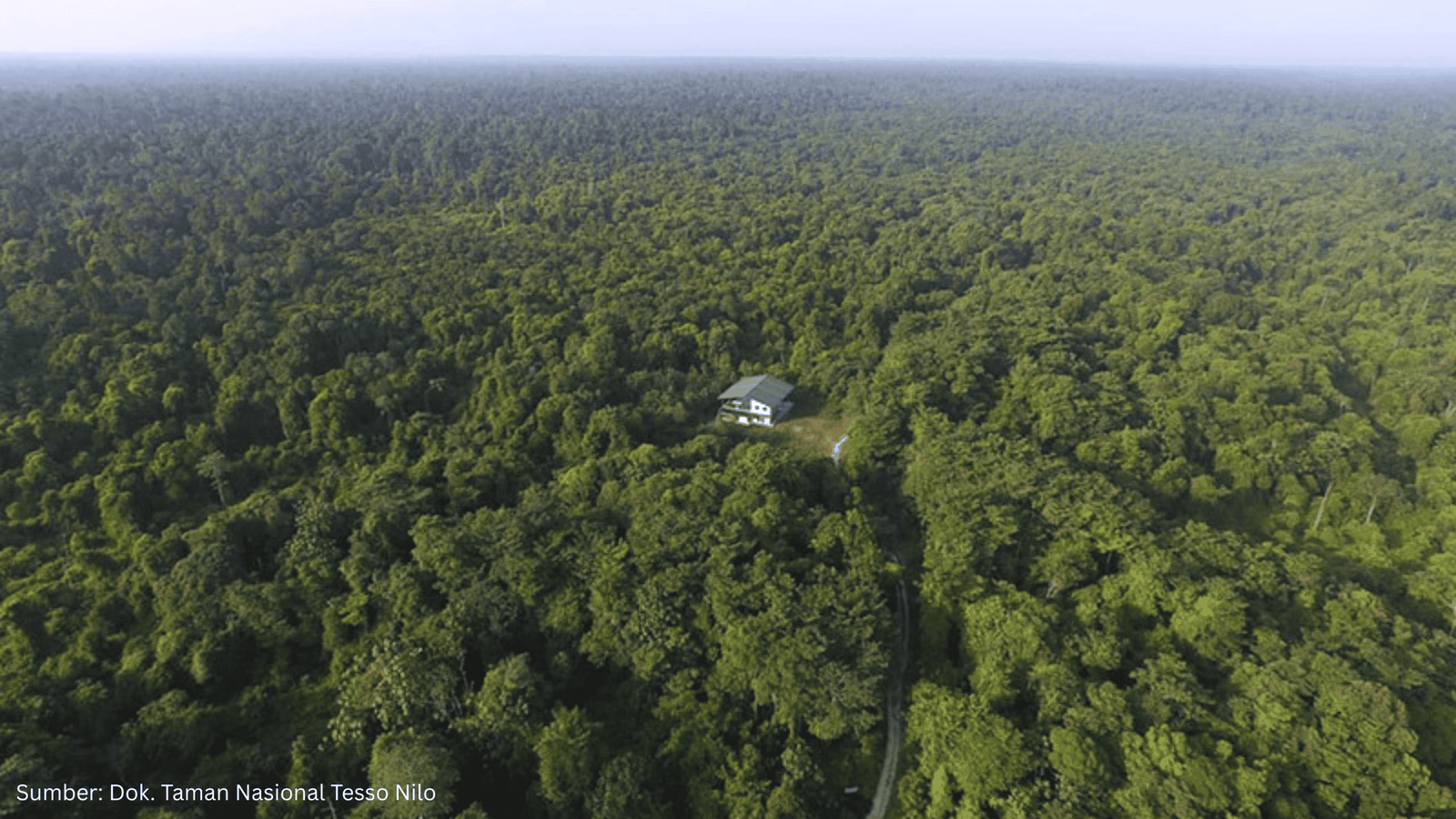 Mendorong Pemulihan Taman Nasional Tesso Nilo lewat Teknologi Geospasial